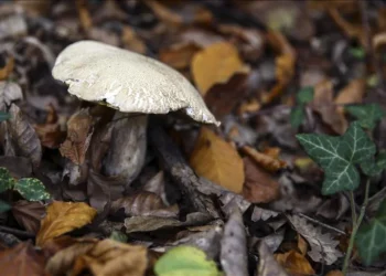 Zehirli Mantar Davasında İlk Duruşma