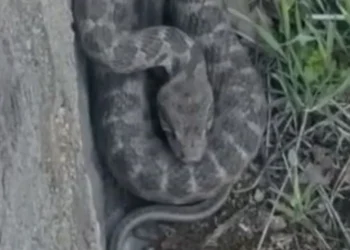 Elazığ’da Zehirli Engerek Yılanı Tespit Edildi