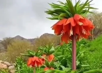 Batman'da 'Ters Lale' Çiçekleri Doğayı Renklendirdi