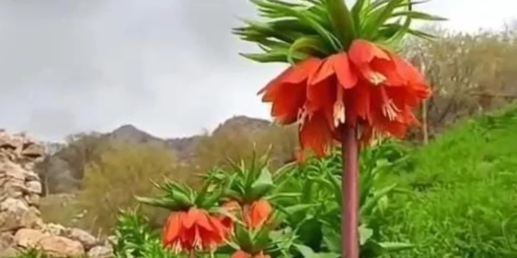 Batman'da 'Ters Lale' Çiçekleri Doğayı Renklendirdi