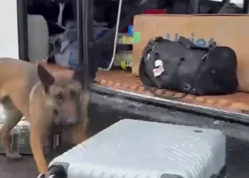 Erzurum’da Zehir Tacirlerine Narkotik Köpeği Darbesi