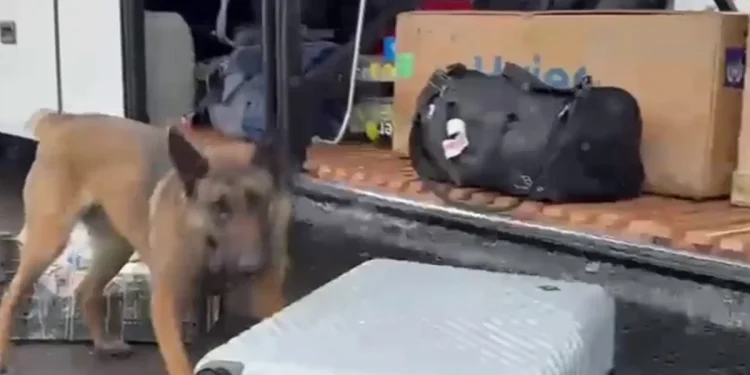 Erzurum’da Zehir Tacirlerine Narkotik Köpeği Darbesi