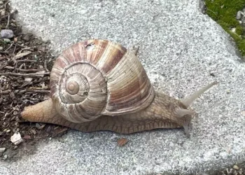 "Toprak Yumuşadı, Dolmalar Şimdi Pazarları Sallıyor: Günlük 2 Bin Lira Kazananlar Var!" 