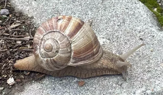 "Toprak Yumuşadı, Dolmalar Şimdi Pazarları Sallıyor: Günlük 2 Bin Lira Kazananlar Var!"