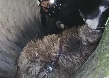 Manisa'da Kuyuya Düşen Koyun, İtfaiye Ekiplerinin Müdahalesiyle Kurtarıldı