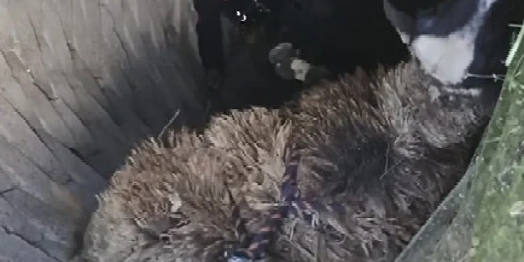 Manisa'da Kuyuya Düşen Koyun, İtfaiye Ekiplerinin Müdahalesiyle Kurtarıldı