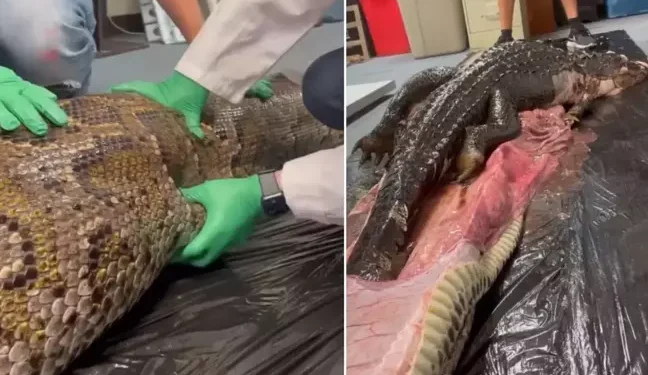 "Bilim Dünyası Şokta! Midesinden 1.5 Metrelik Timsah Çıkan İnsan İnanılmaz Olayı Konuşuyor"