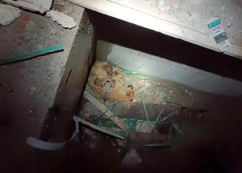 Asansör Kuyusuna Düşen Yavru Köpekler, İtfaiyenin Müdahalesiyle Kurtarıldı