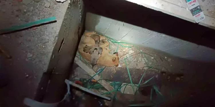 Asansör Kuyusuna Düşen Yavru Köpekler, İtfaiyenin Müdahalesiyle Kurtarıldı