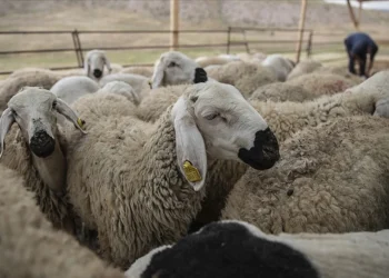 Kurban Bayramı Öncesi Sıkı Denetim
