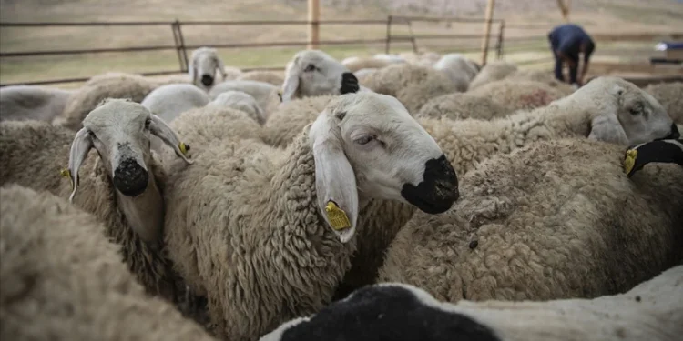 Kurban Bayramı Öncesi Sıkı Denetim