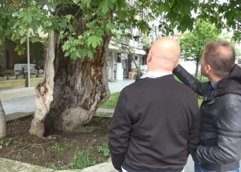 Asırlık Çınar Samsun’da Görenleri Hayrete Düşürdü