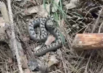Bolu’da Tehlikeli Ziyaretçi: Nadir Görülen Boynuzlu Engerek Kamerada
