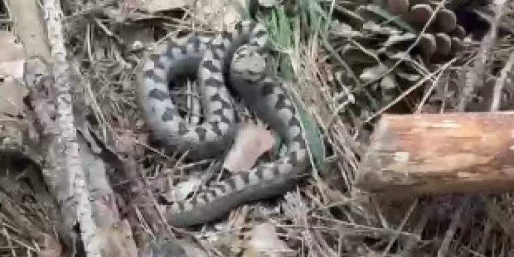 Bolu’da Tehlikeli Ziyaretçi: Nadir Görülen Boynuzlu Engerek Kamerada