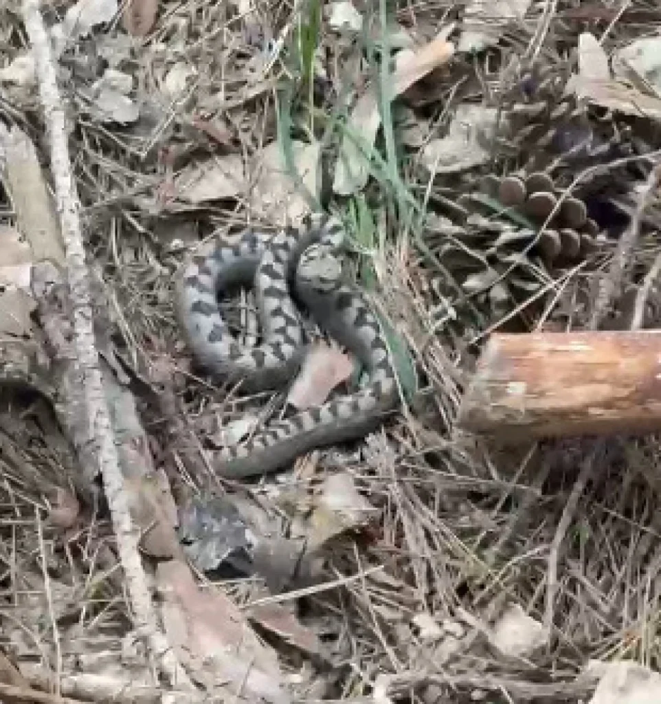 Bolu’da Tehlikeli Ziyaretçi: Nadir Görülen Boynuzlu Engerek Kamerada