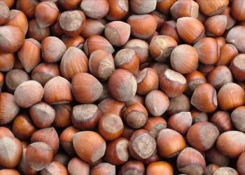 2025'in İlk 4 Ayında Fındık İhracatından 852 Milyon Doların Üzerinde Gelir Elde Edildi