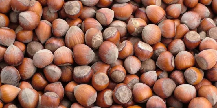 2025'in İlk 4 Ayında Fındık İhracatından 852 Milyon Doların Üzerinde Gelir Elde Edildi