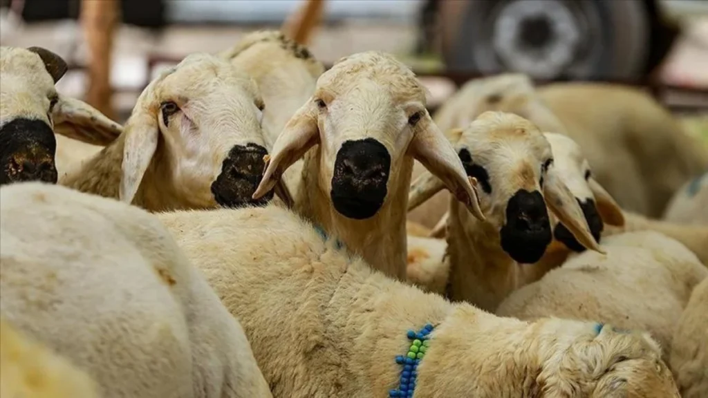 Kurban Hizmetleri Tebliği, Resmi Gazete'de yayımlandı