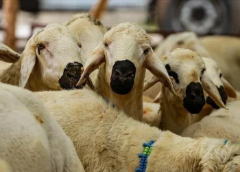 Kurban Hizmetleri Tebliği, Resmi Gazete'de yayımlandı