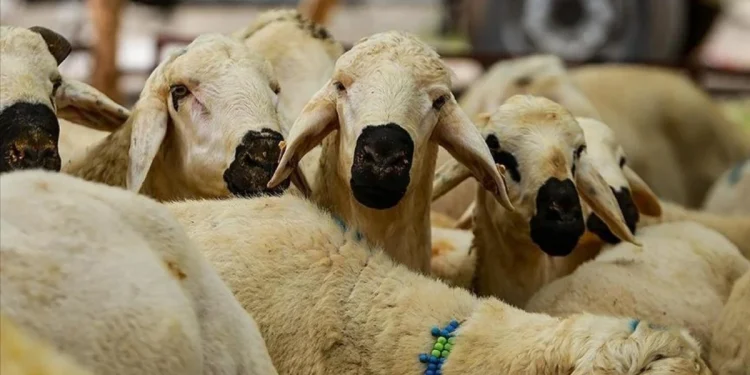 Kurban Hizmetleri Tebliği, Resmi Gazete'de yayımlandı