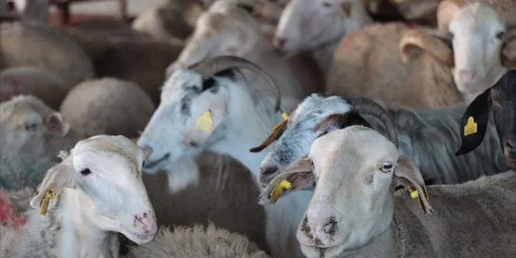 Fırsatçılara geçit yok: Bayramda denetim arttı