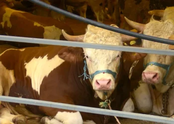 Kurbanlıklar İstanbul'a ulaştı, ilk satışlar başladı