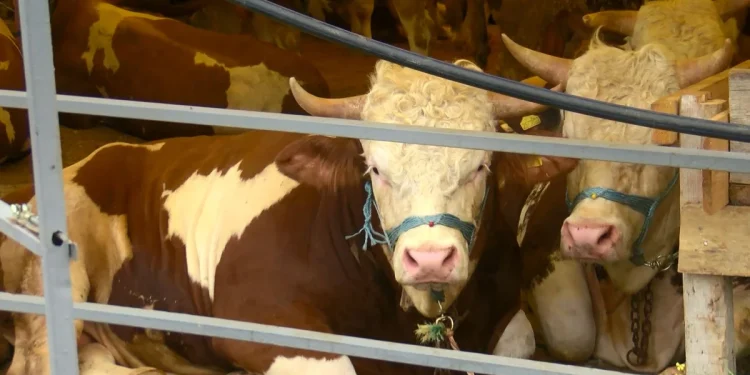 Kurbanlıklar İstanbul'a ulaştı, ilk satışlar başladı