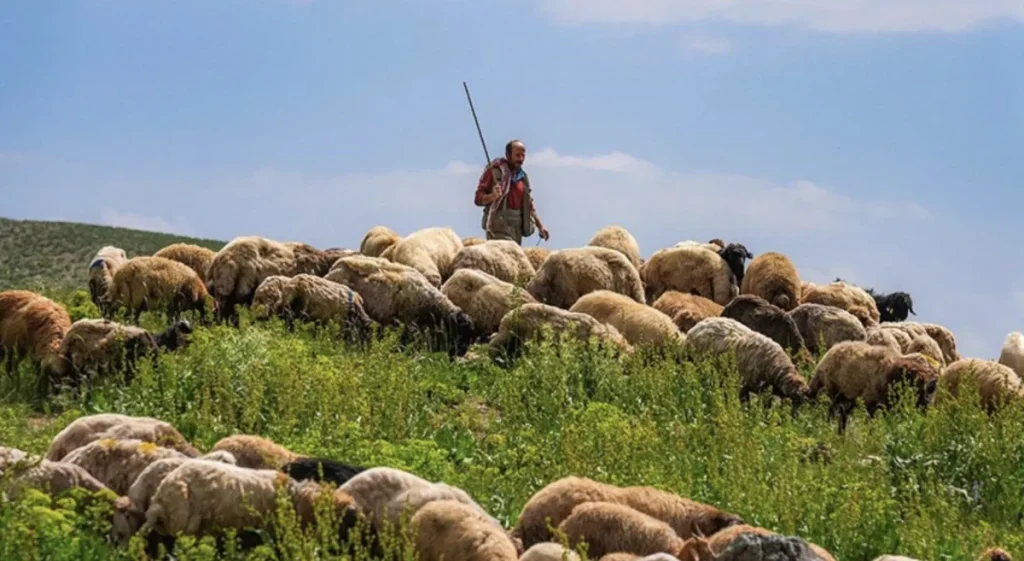 Hayvancılıkta Yabancı Çoban İçin Başvurular Başladı