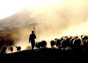 Yabancı çobanlar hayvancılığa can katacak, çare olacak.