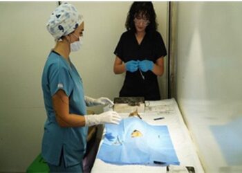 7 bin kediye mobil kısırlaştırma