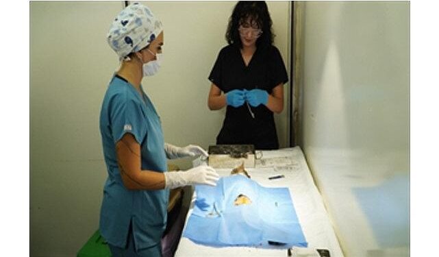 7 bin kediye mobil kısırlaştırma