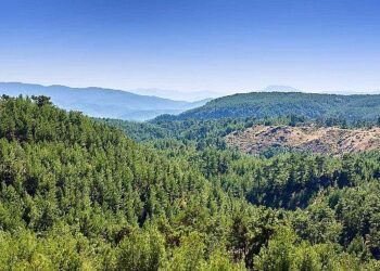 ALJ Türkiye’den 1.4 Milyon Fidan ile Başlayan Ağaç Seferberliği