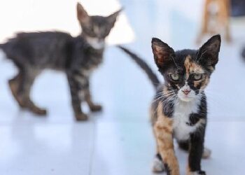 Buca’daki can dostlar sizi bekliyor