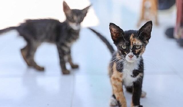 Buca’daki can dostlar sizi bekliyor