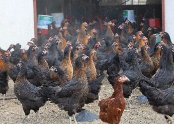 Büyükşehir, yüzde 50 hibeli 16 bin tavuk dağıttı