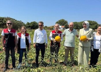 Meşhur Çeşme Kavununda Hasat Zamanı