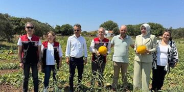 Meşhur Çeşme Kavununda Hasat Zamanı