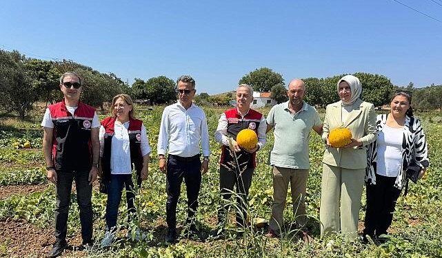 Meşhur Çeşme Kavununda Hasat Zamanı