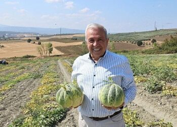 Nilüfer Konaklı’daki kavun üretimi iki kat arttı