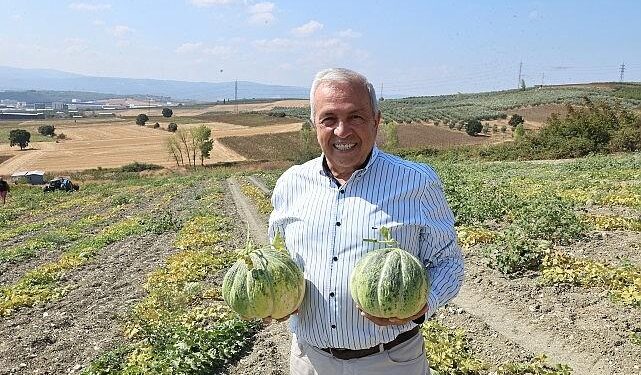 Nilüfer Konaklı’daki kavun üretimi iki kat arttı