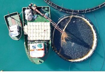 Su Ürünleri İhracatın Yeni Yıldızı Türk Somonu İçin 4 Dilde Tanıtım Filmi Hazırlandı – Bu Filmin Başrolünde Türk Somonu Oynadı