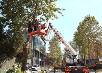 Alikahya Tramvay Hattı’nda ağaçlar budanıyor