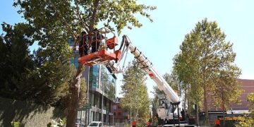 Alikahya Tramvay Hattı’nda ağaçlar budanıyor
