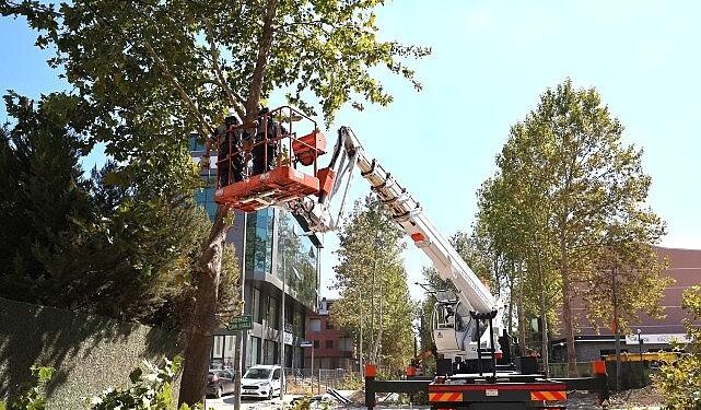 Alikahya Tramvay Hattı’nda ağaçlar budanıyor