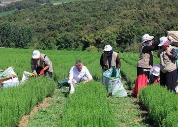 Büyükşehir destekliyor, üretim artıyor