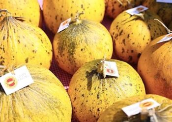 Çeşme, üretim kültürünü kutladı: 10. Ovacık Tarım ve Sakız Koyunu Festivali tamamlandı