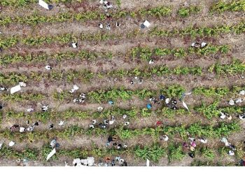 Coğrafi İşaretli Ada Karası Üzüm Hasadı Gerçekleşti