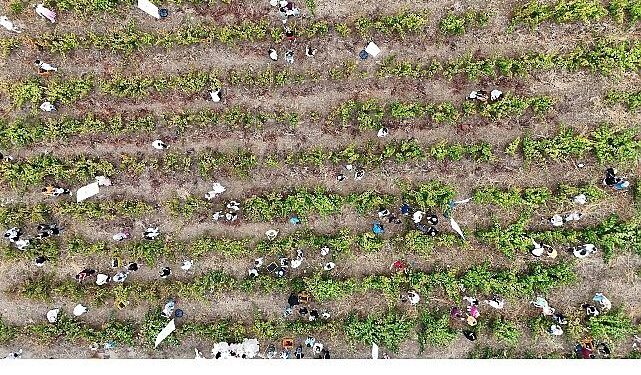 Coğrafi İşaretli Ada Karası Üzüm Hasadı Gerçekleşti