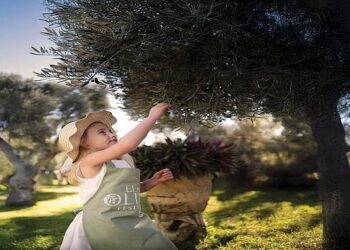 Ela Excellence Resort Belek’te Zeytin Ağaçlarının Gölgesinde Unutulmaz Bir Yolculuk