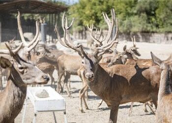 İyileşen kızıl geyik Paşa yeni yuvasında
